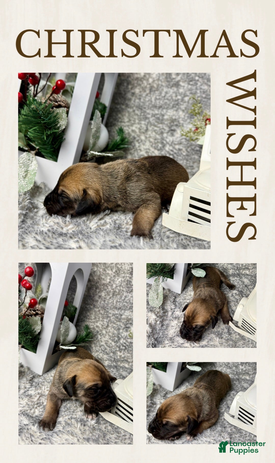 Great Dane dogs for sale: Ron Weasley - Ad 1