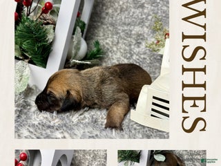 Great Dane dogs Ron Weasley - Ad 25