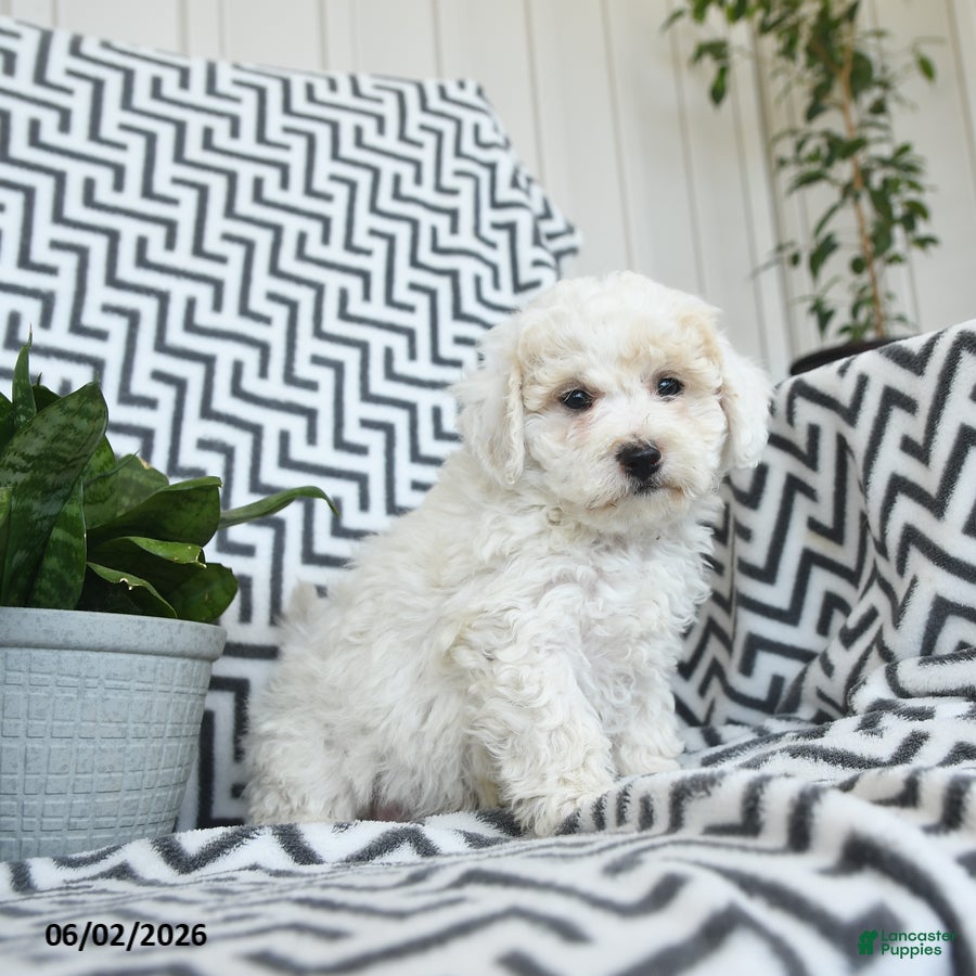 Bichpoo dogs Popcorn - Ad 1