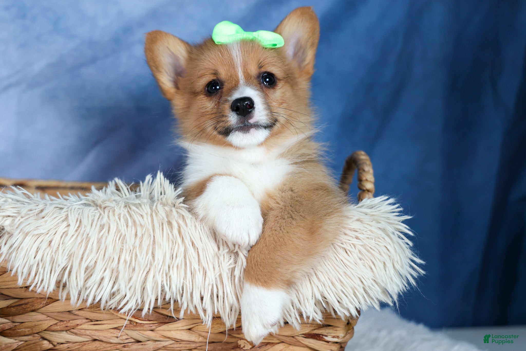 Welsh Corgi Pembroke dogs Arlo BLACK FRIDAY SPECIAL!!!  - Ad 21