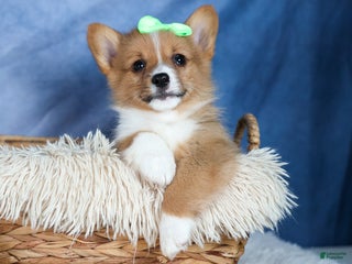 Welsh Corgi Pembroke dogs Arlo BLACK FRIDAY SPECIAL!!! - Ad 28