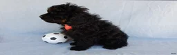 Cockapoo dogs for sale: Smokey - Ad 5