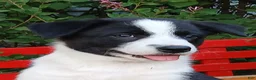 Border Collie dogs for sale: Queen - Ad 1