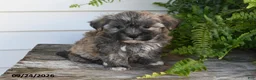 Morkie dogs for sale: Binky - Ad 4