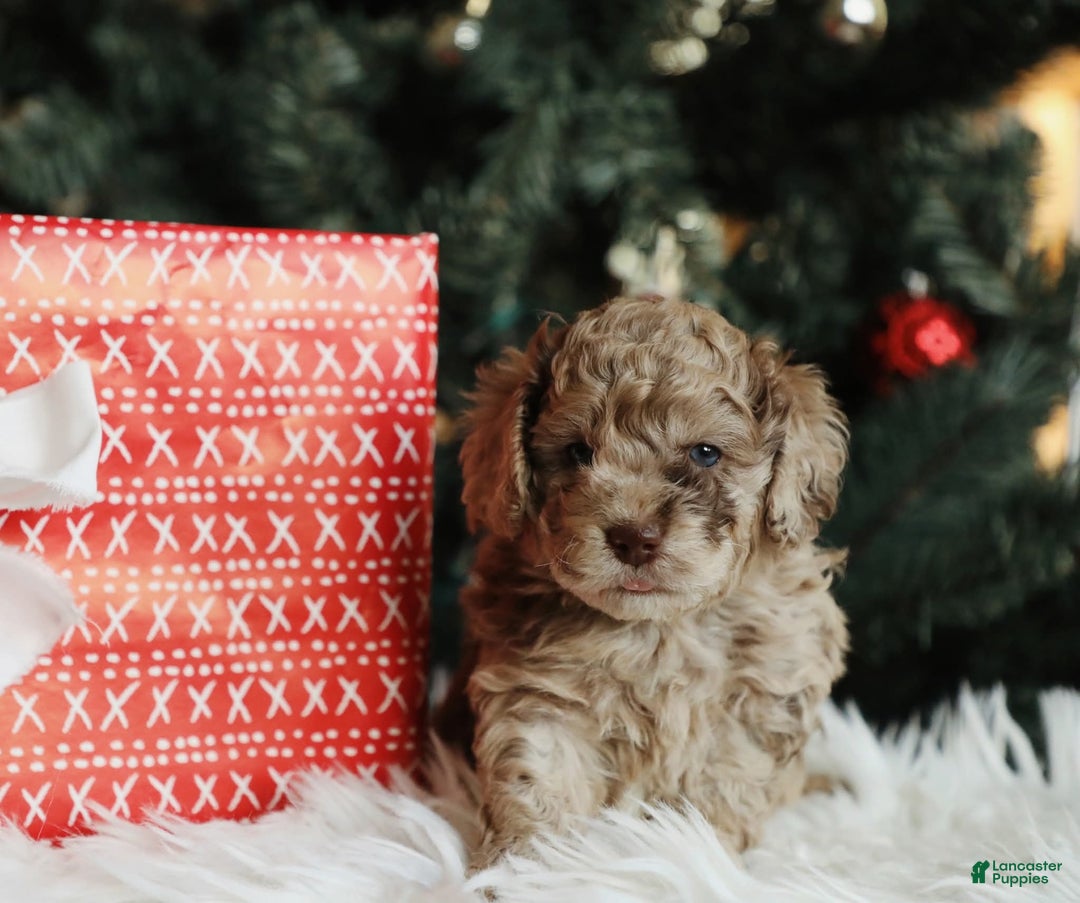 Mini Aussiedoodle dogs for sale: Rover - Ad 4