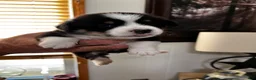 Welsh Corgi Pembroke dogs for sale: Welsh Corgi Pembroke 5 - Ad 3