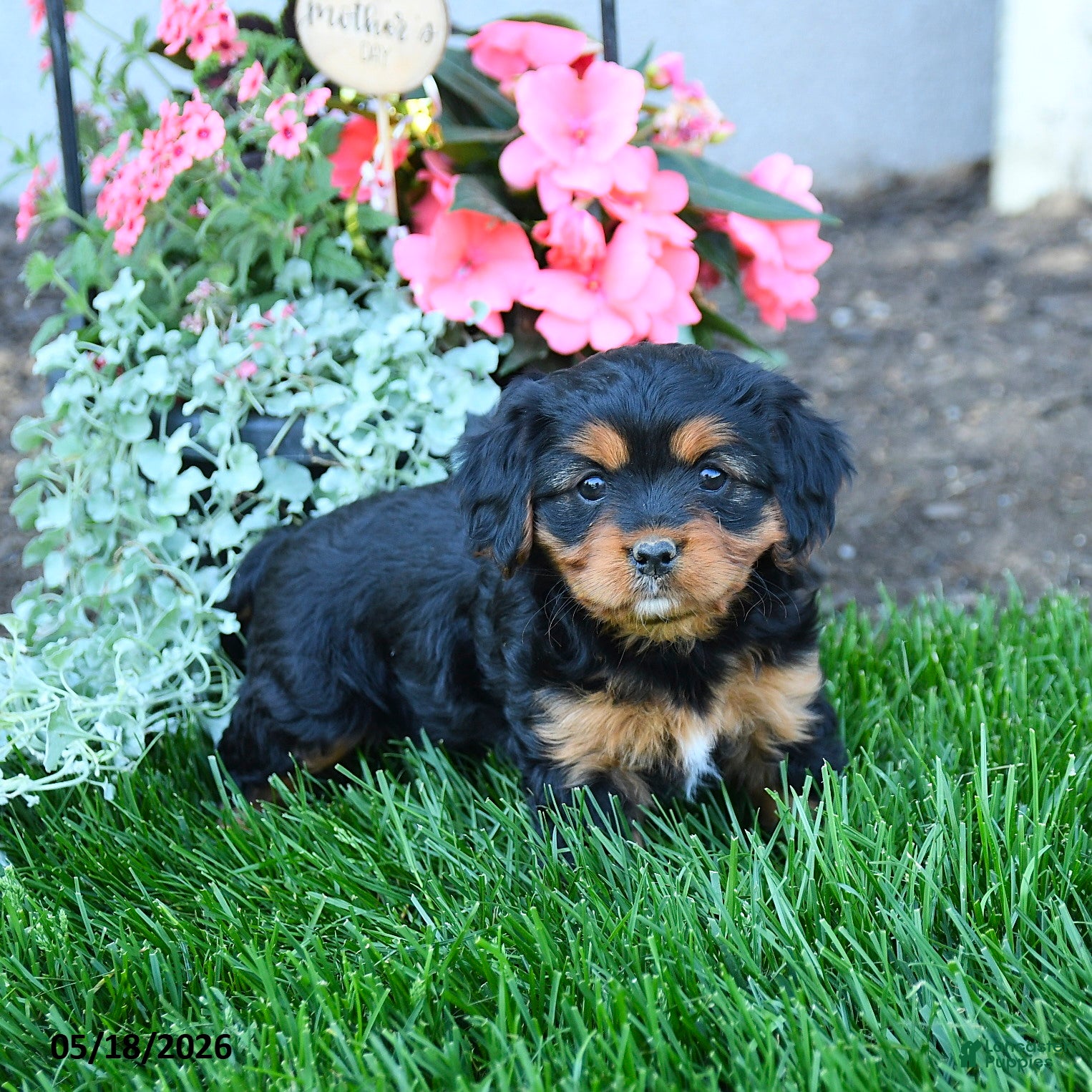 Mixed Breed dogs Tessa - Ad 2