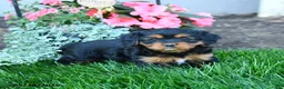Mixed Breed dogs for sale: Tessa - Ad 2