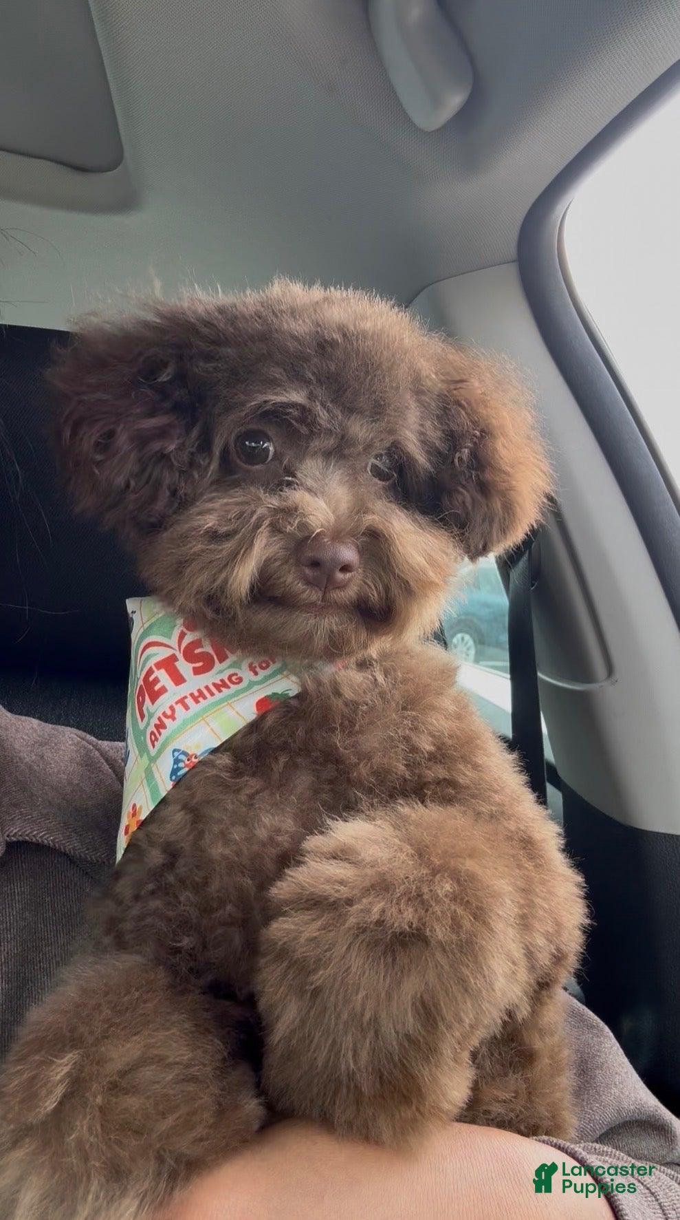 Toy Poodle dogs Cocoa - Ad 5