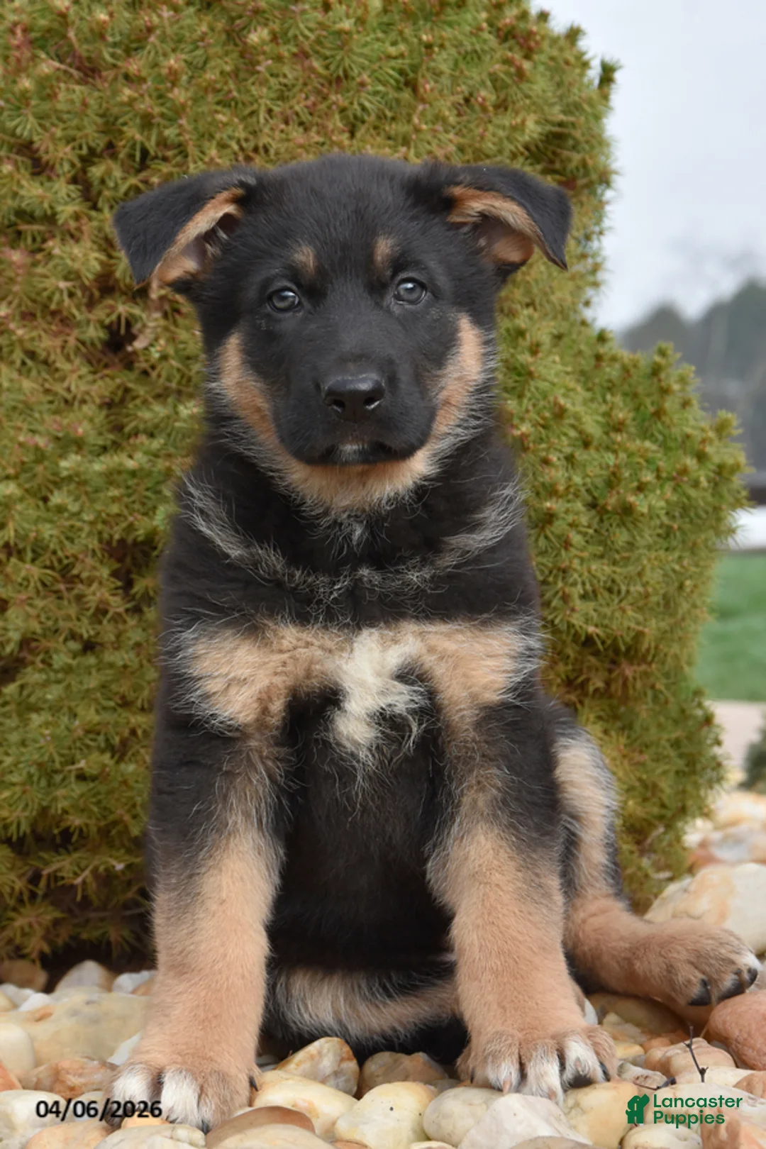 Mixed Breed dogs for sale: Max - Ad 1