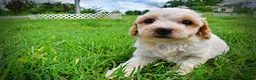 Havapoo dogs for sale: Ashley-SUMMER SALE!! $100 off listed price-this week only! - Ad 9