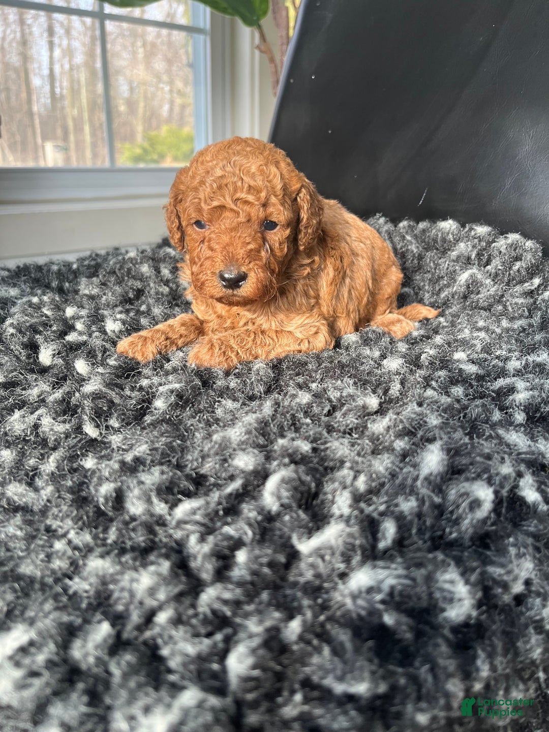 Mini Goldendoodle dogs for sale: Indy-micro - Ad 6