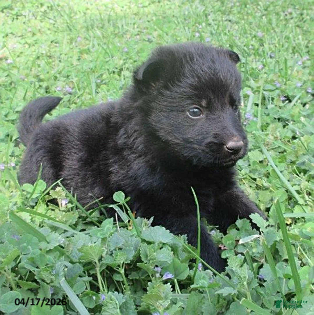 German Shepherd dogs for sale: Shirley - Ad 2