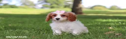 Cavapoochon dogs for sale: Hartley - Ad 3