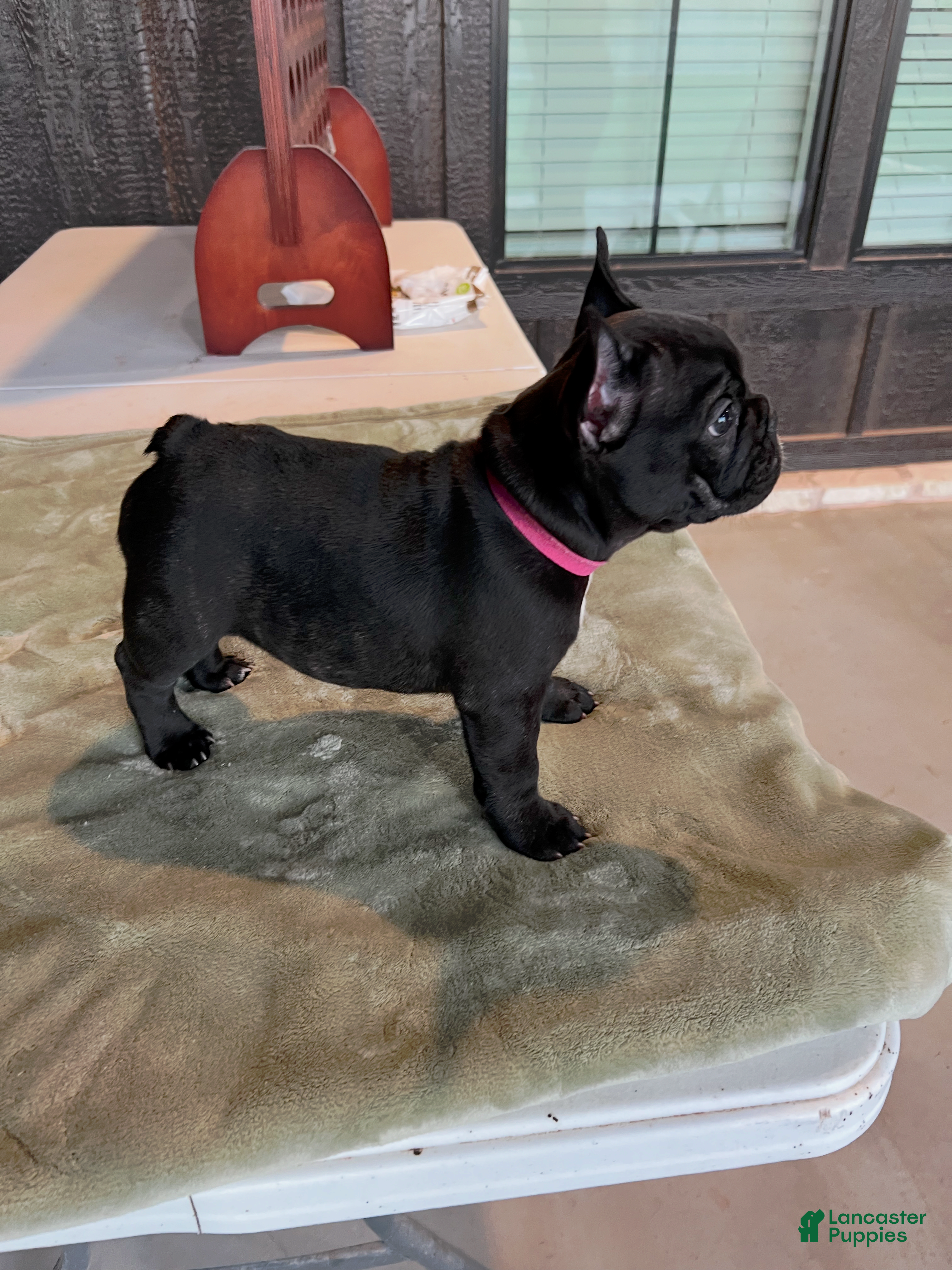French Bulldog dogs Onyx  - Ad 1