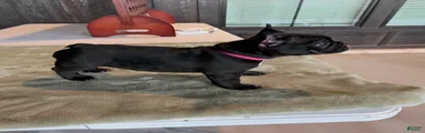 Onyx 