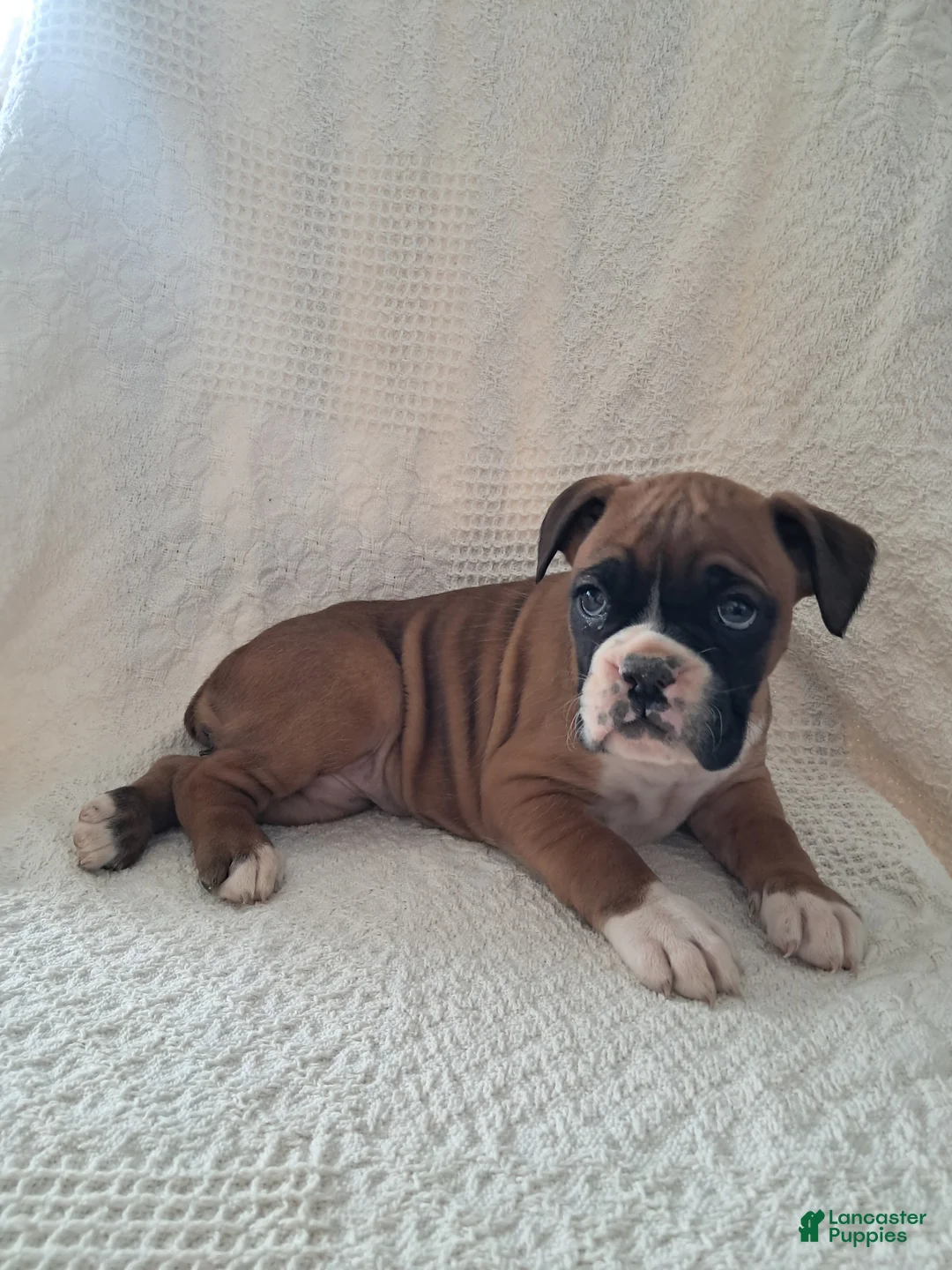 Boxer dogs for sale: Rosie  - Ad 3