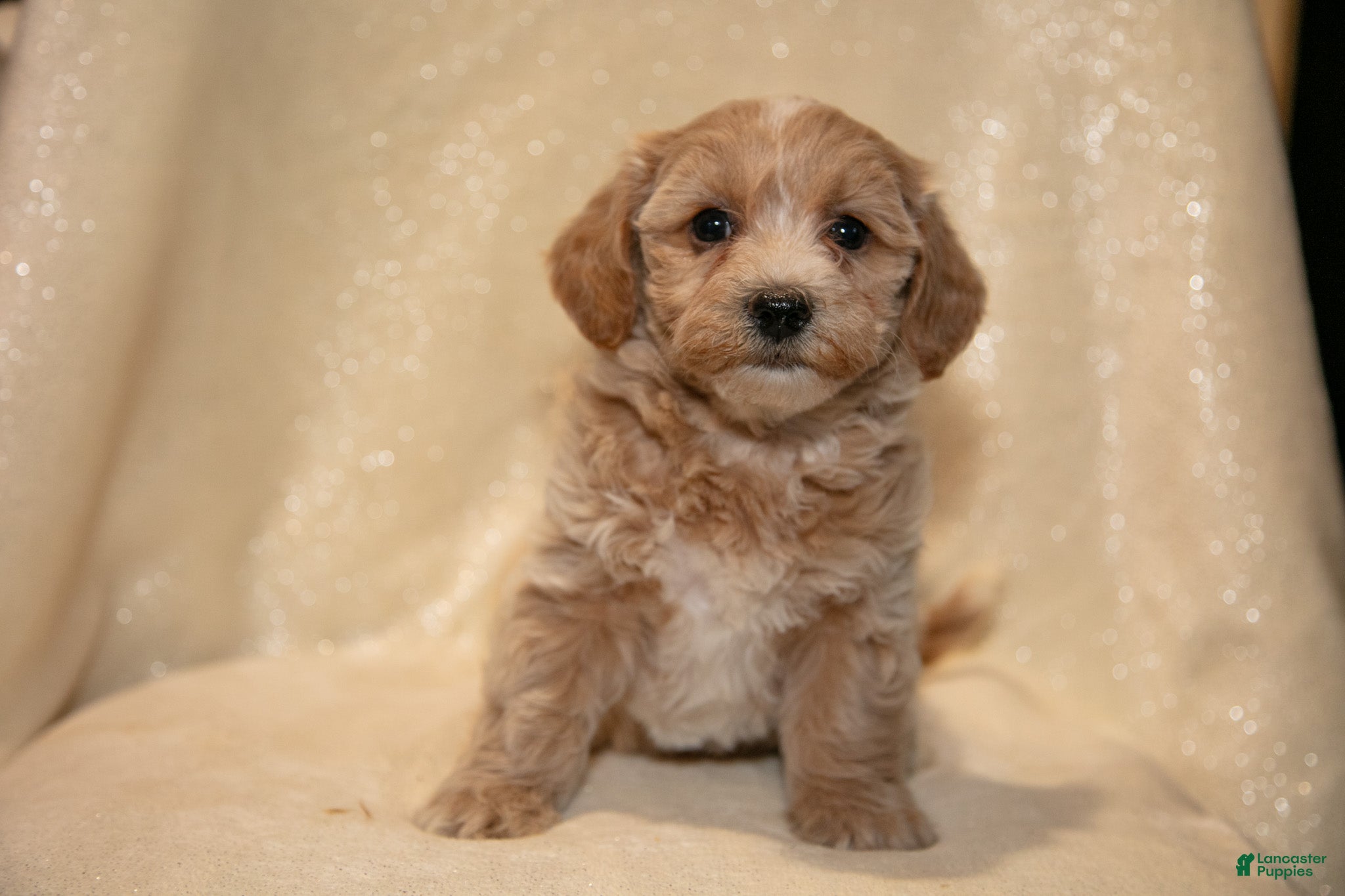 Bichpoo dogs Rachel - Ad 2