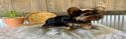 Yorkshire Terrier dogs for sale: Molly - Ad 2