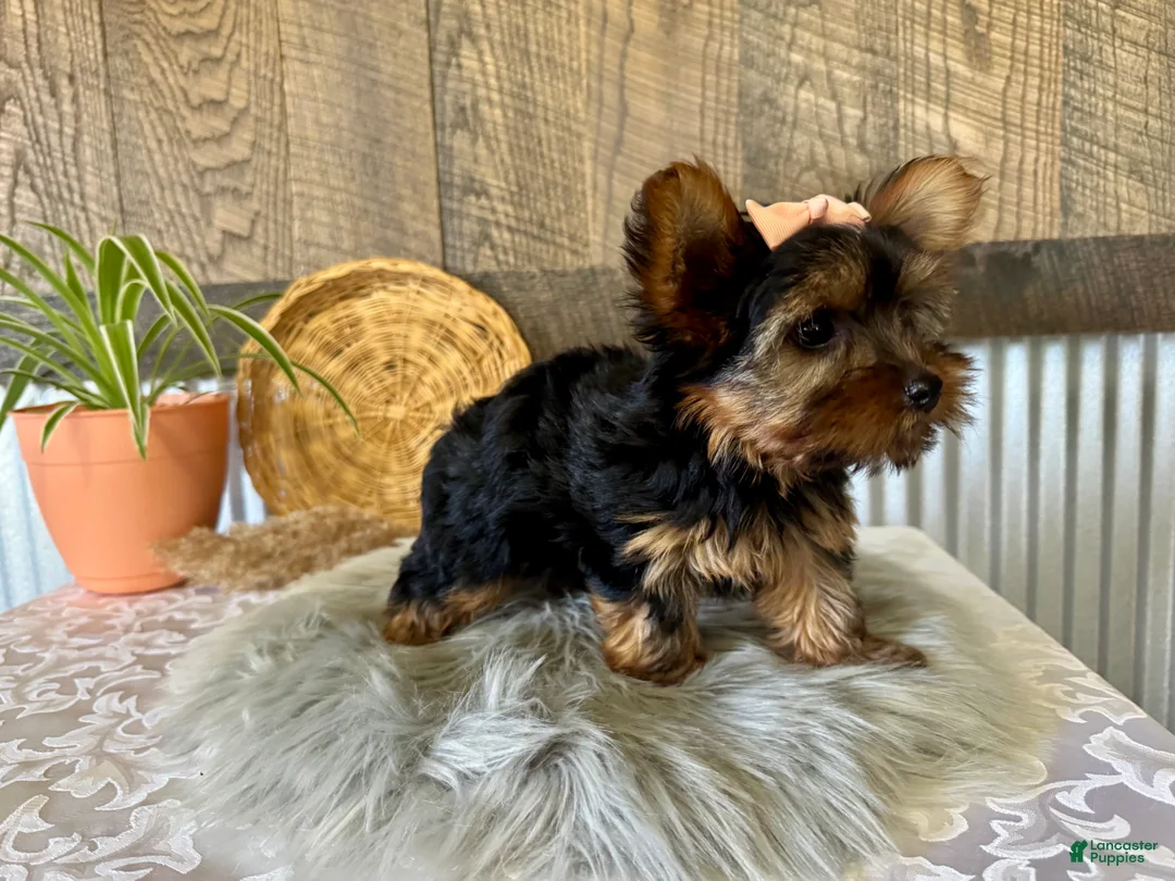Yorkshire Terrier dogs for sale: Molly - Ad 2