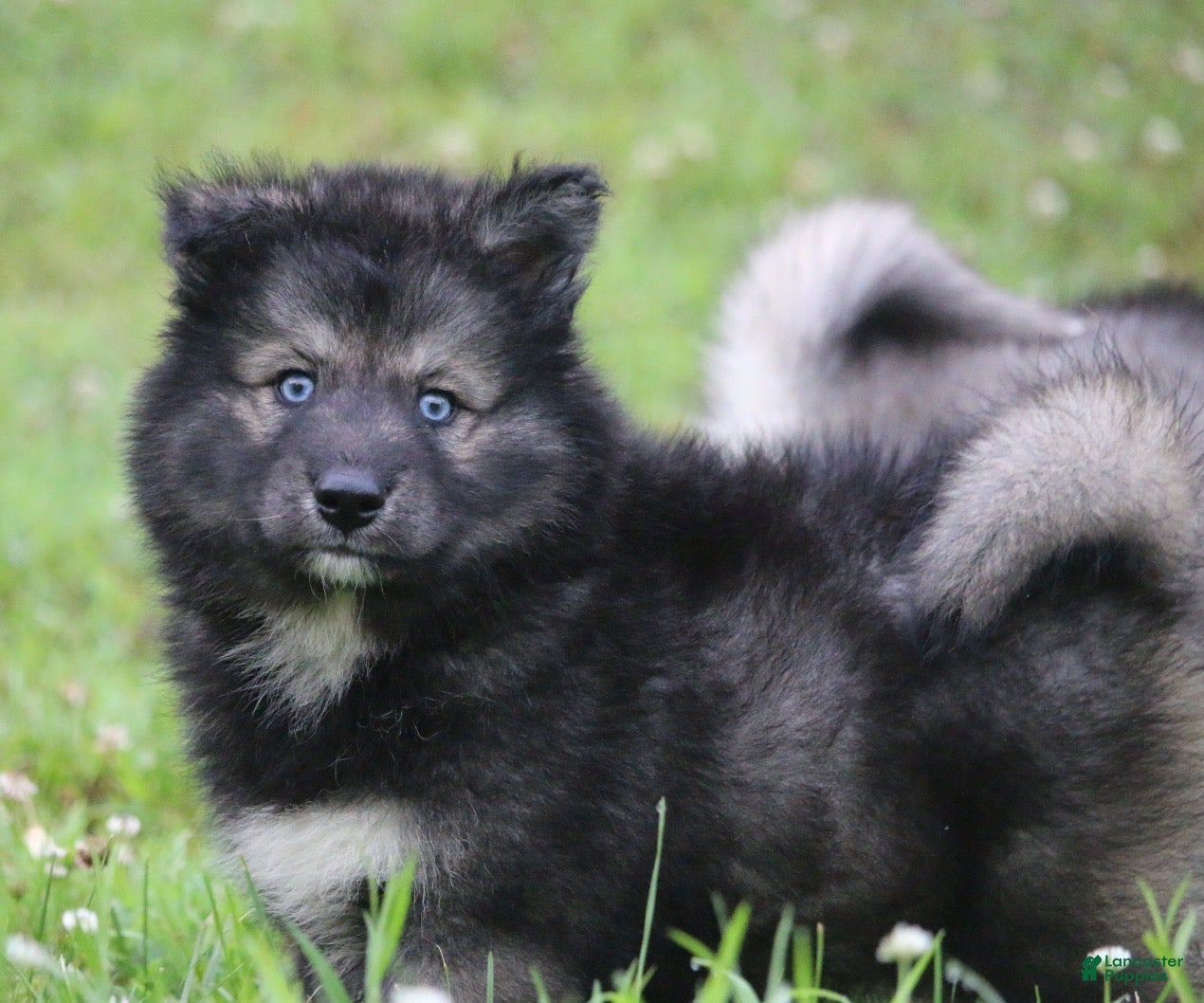 Pomsky dogs Shadow  - Ad 2