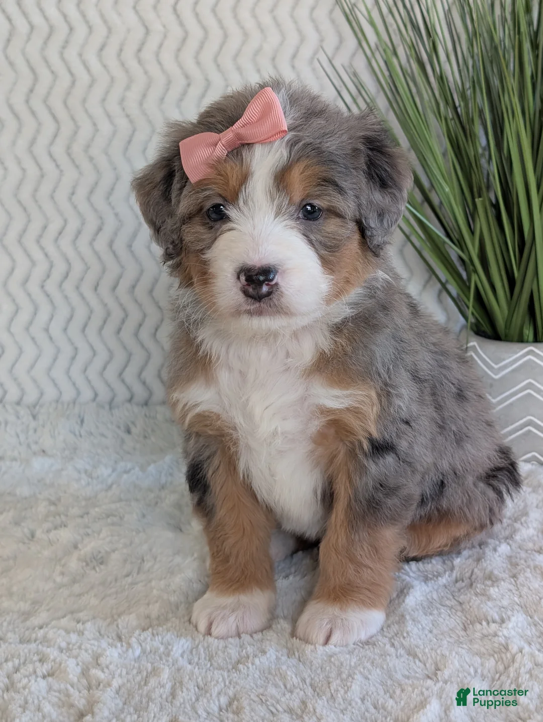 Mini Bernedoodle dogs for sale: Mini Indy  - Ad 12