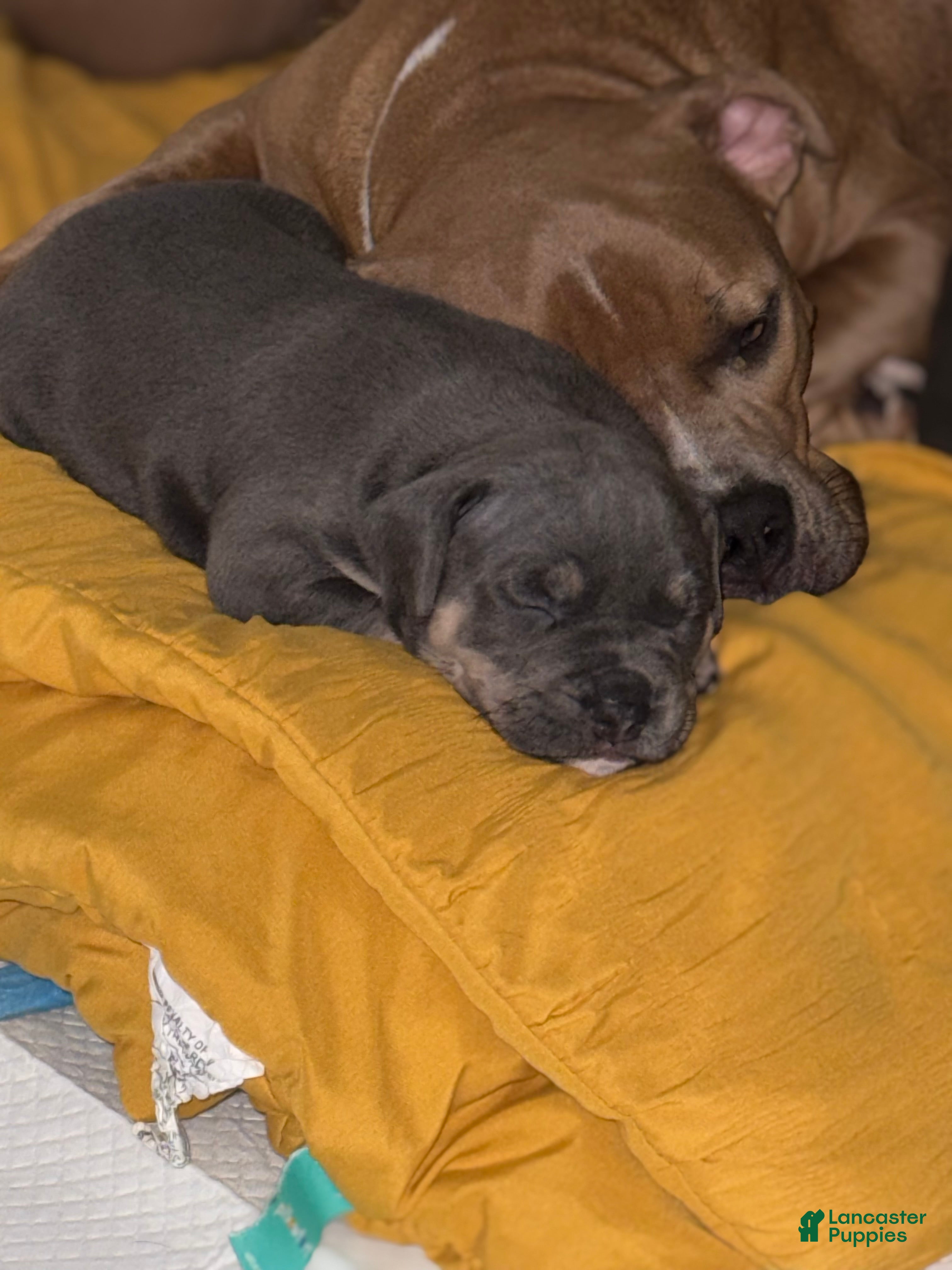 American Bully dogs King  - Ad 14