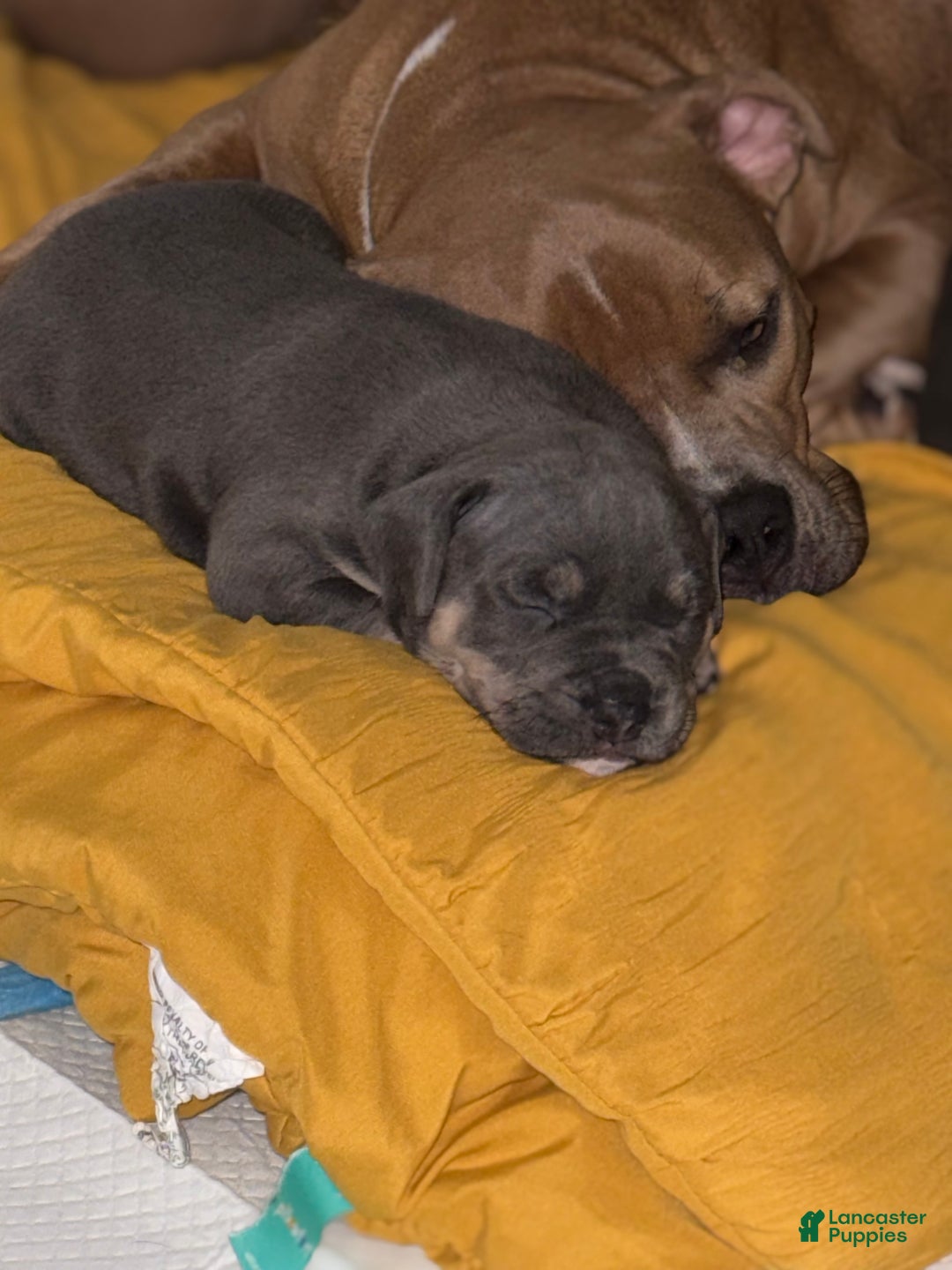 American Bully dogs for sale: King  - Ad 1