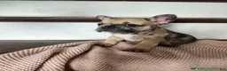 French Bulldog dogs for sale: Dagger - Ad 3