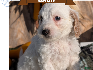 Cavapoo dogs Cash - Ad 24