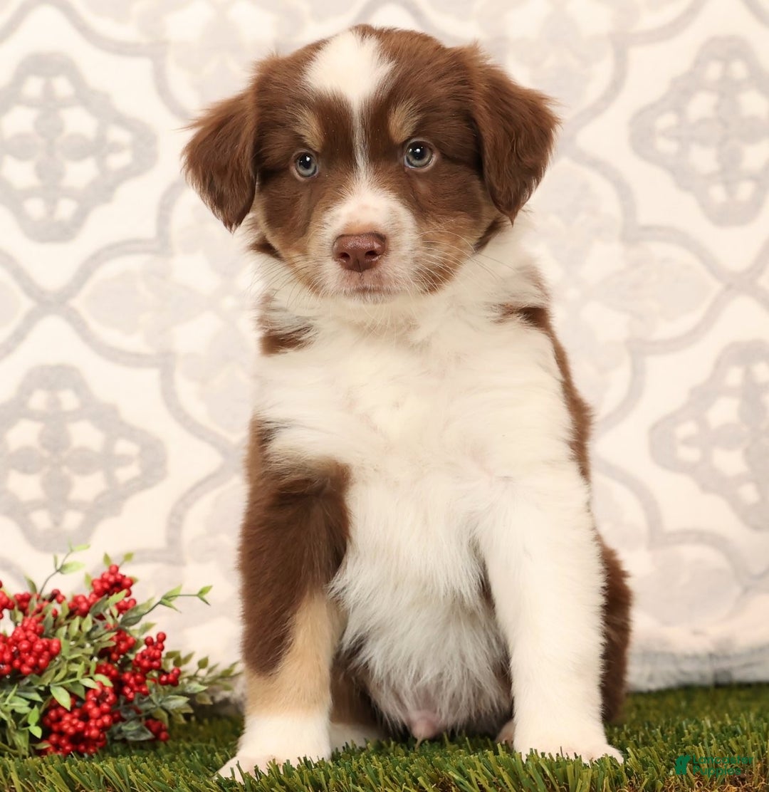 Miniature Australian Shepherd dogs for sale: Randy - Ad 4