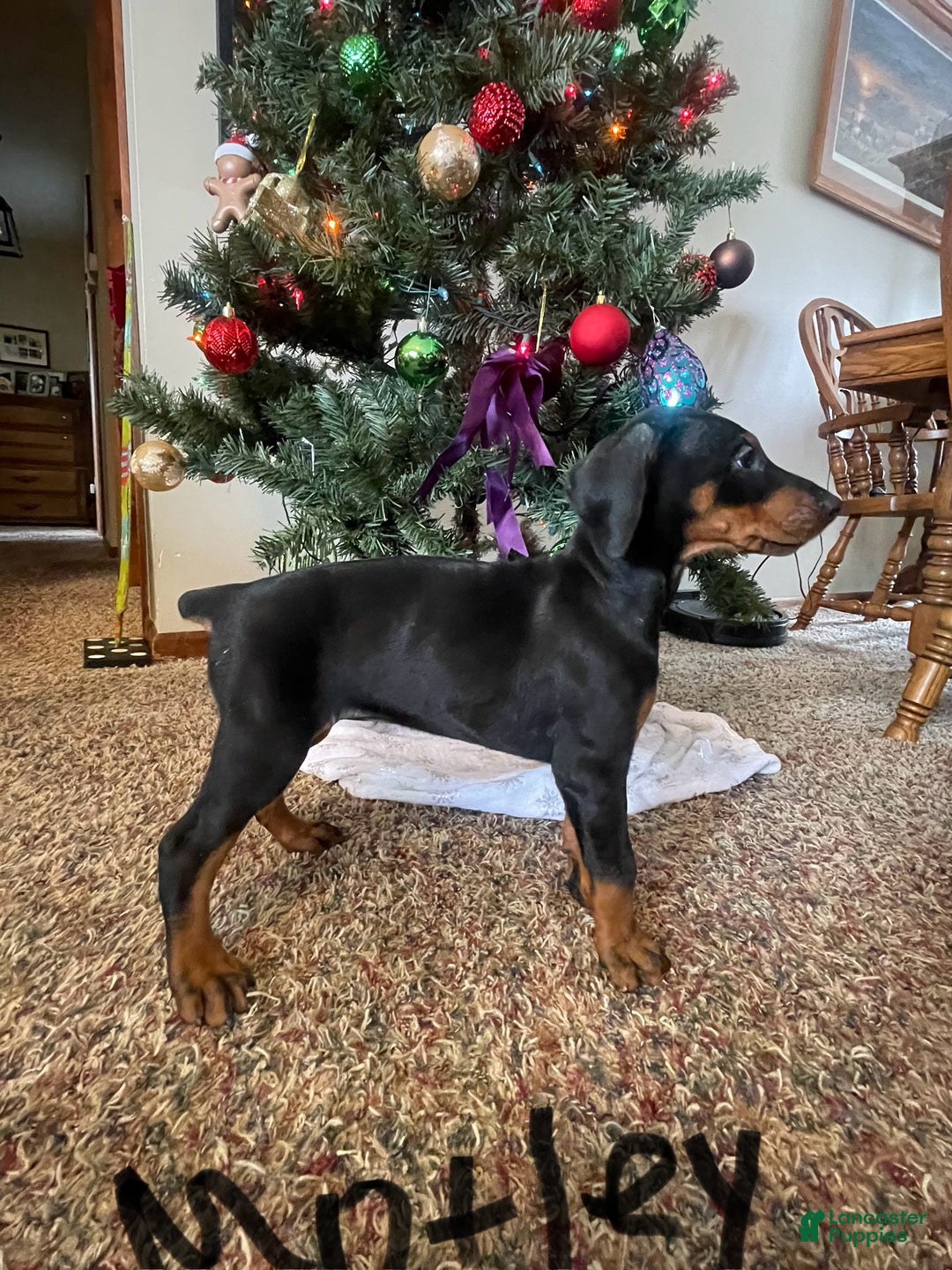 Doberman Pinscher dogs for sale: Motley - Ad 10