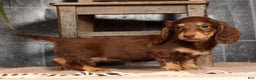 Miniature Dachshund dogs for sale: Abbi - Ad 6