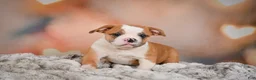 English Bulldog dogs for sale: English Bulldog 1 - Ad 9