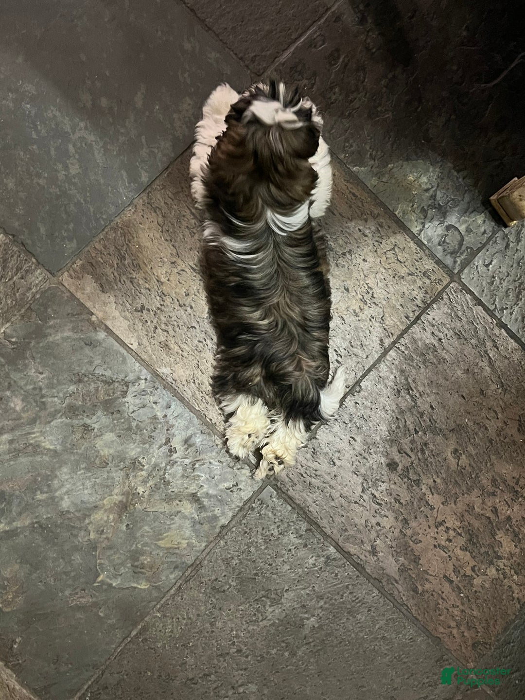 Shih Tzu dogs for sale: Shih Tzu Puppy 2 - Ad 2