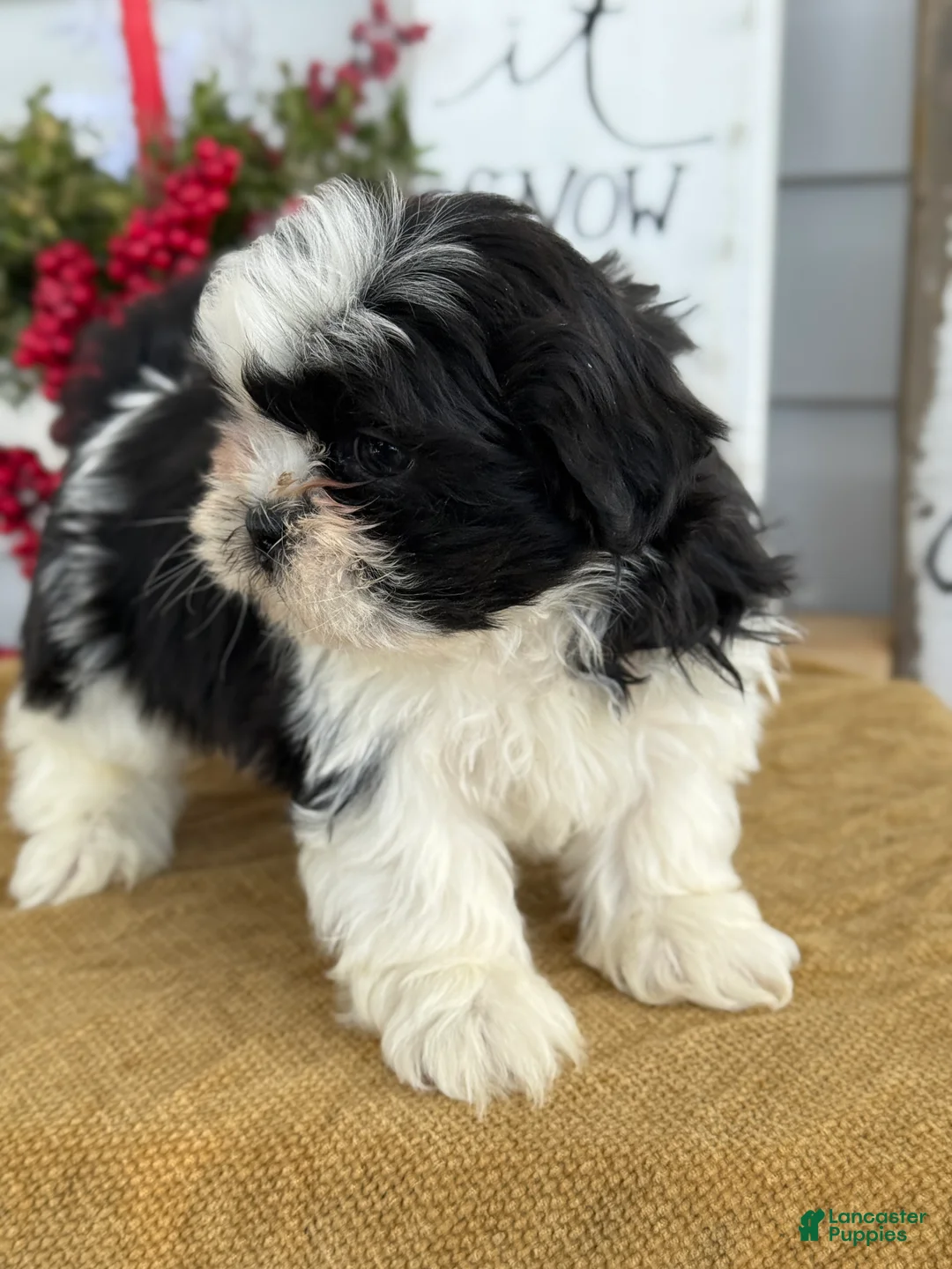 Shih Tzu dogs for sale: Pip - Ad 10