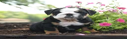 English Bulldog dogs for sale: Nicky - Ad 4