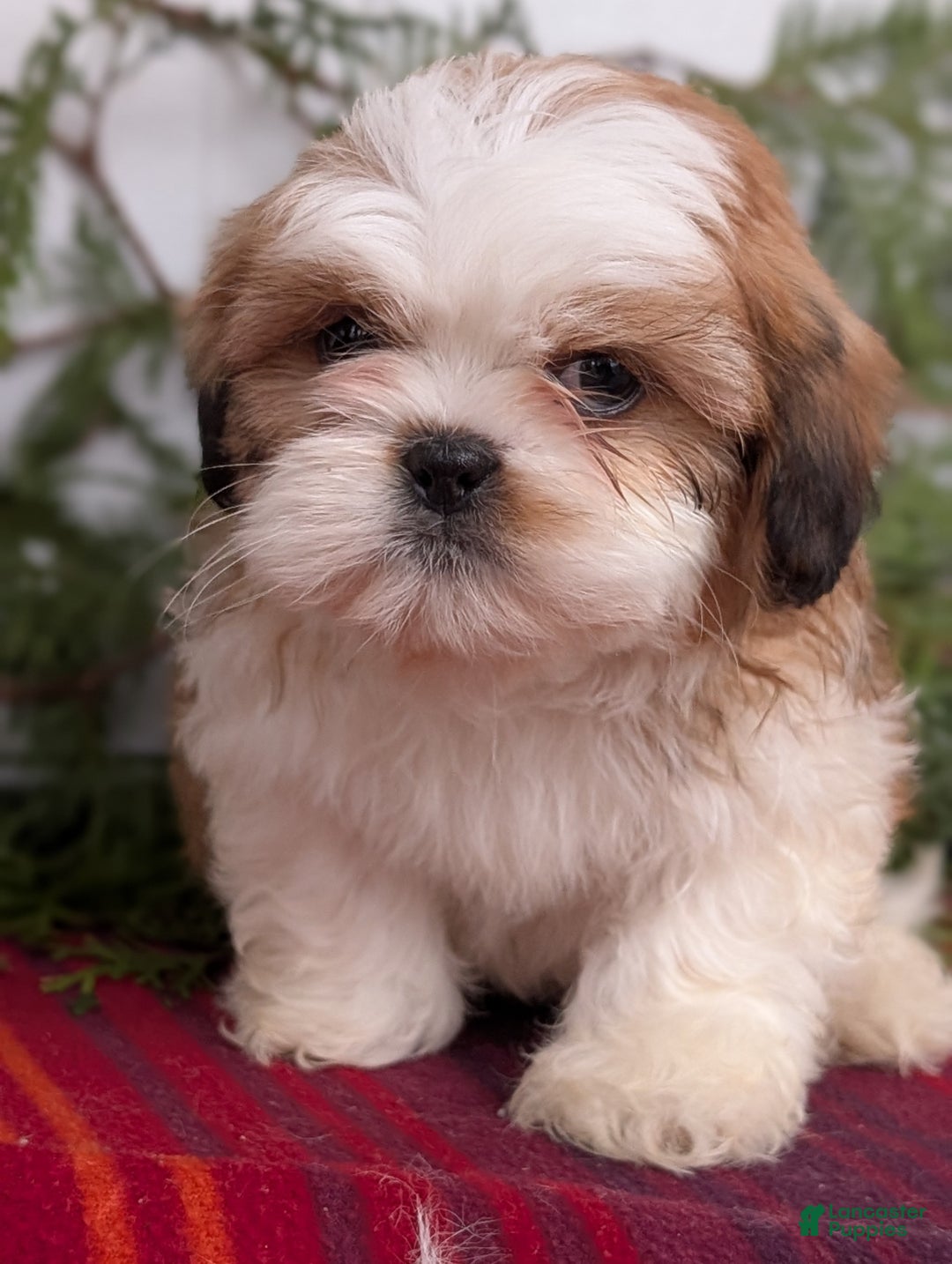 Shih Tzu dogs for sale: Bear - Ad 2