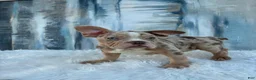 English Bulldog dogs for sale: Bebe - Ad 9