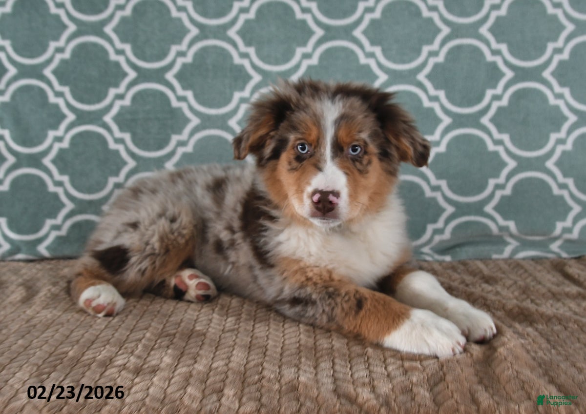Australian Shepherd dogs Lance - Ad 2