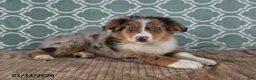 Australian Shepherd dogs for sale: Lance - Ad 2
