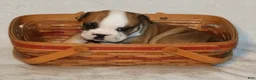 English Bulldog dogs for sale: English Bulldog Puppy 1 - Ad 3