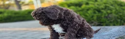 Portuguese Water Dog dogs for sale: Fritz - Ad 7