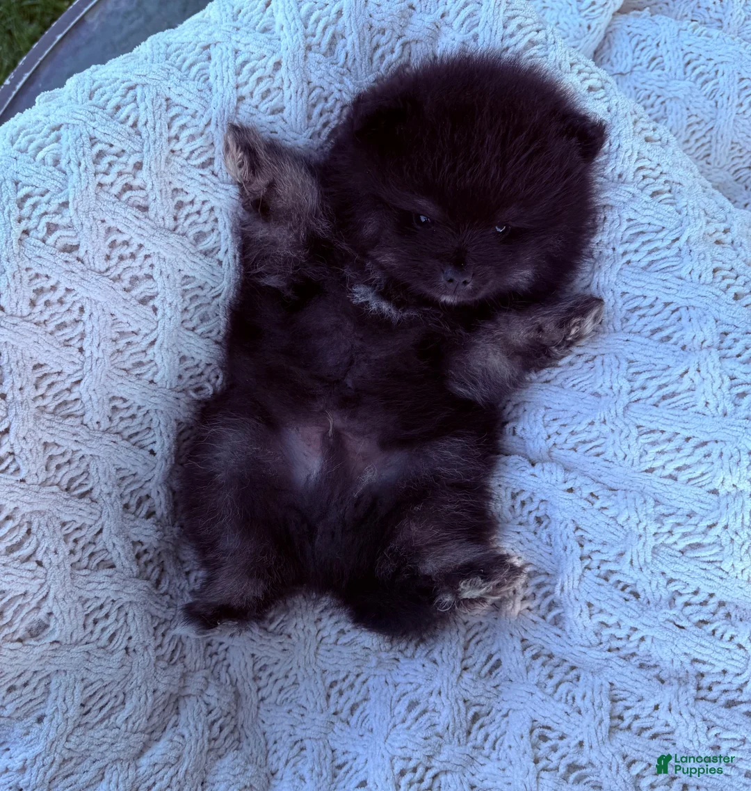 Pomeranian dogs for sale: Pomeranian 1 - Ad 2