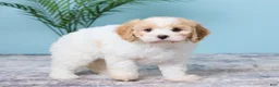 Cavapoo dogs for sale: Lola - Ad 4