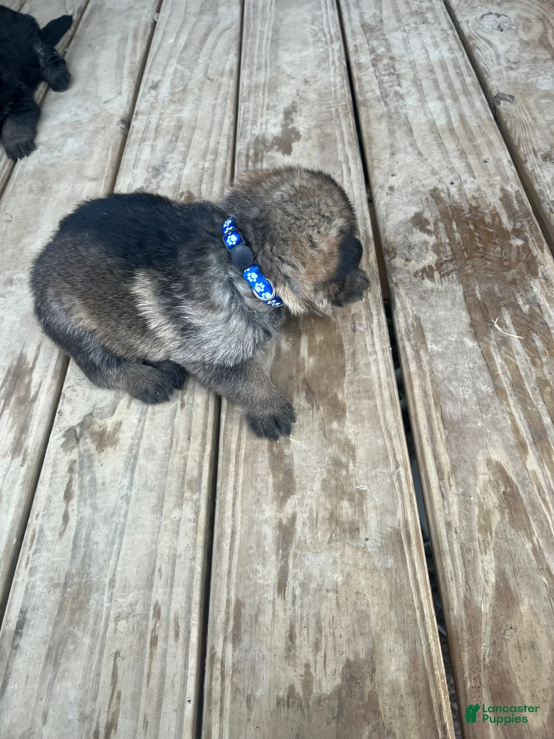 German Shepherd dogs for sale: German Shepherd Puppy 1 - Ad 2