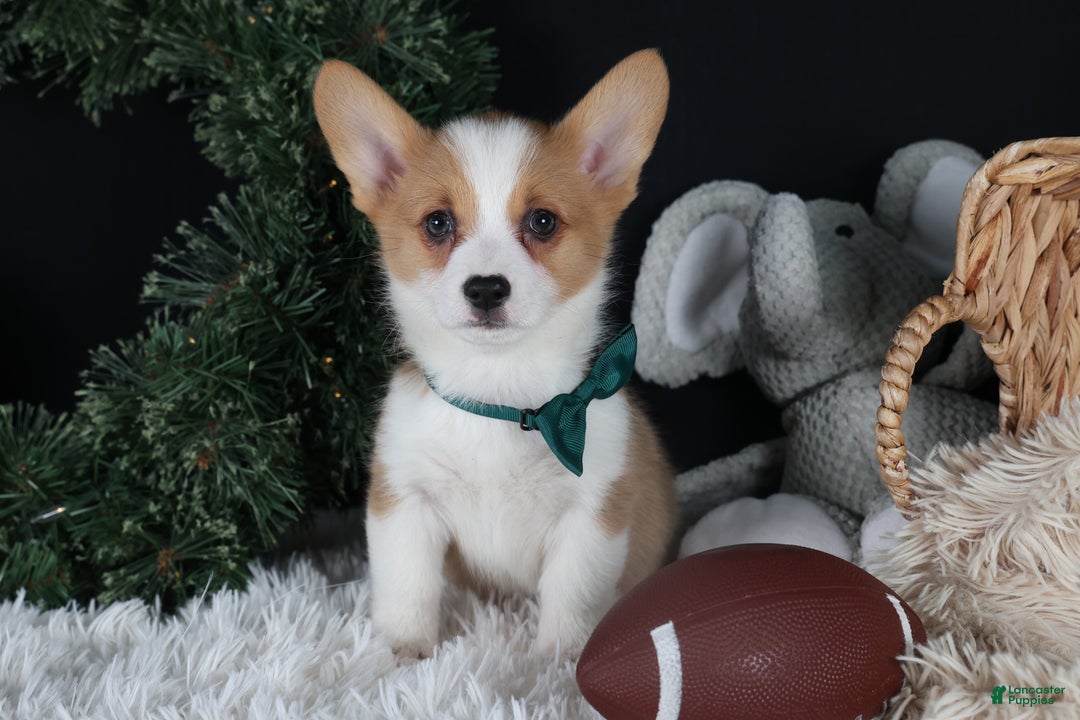 Welsh Corgi Pembroke dogs for sale: Hunter - Ad 6