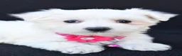 Maltese dogs for sale: Beauty - Ad 3