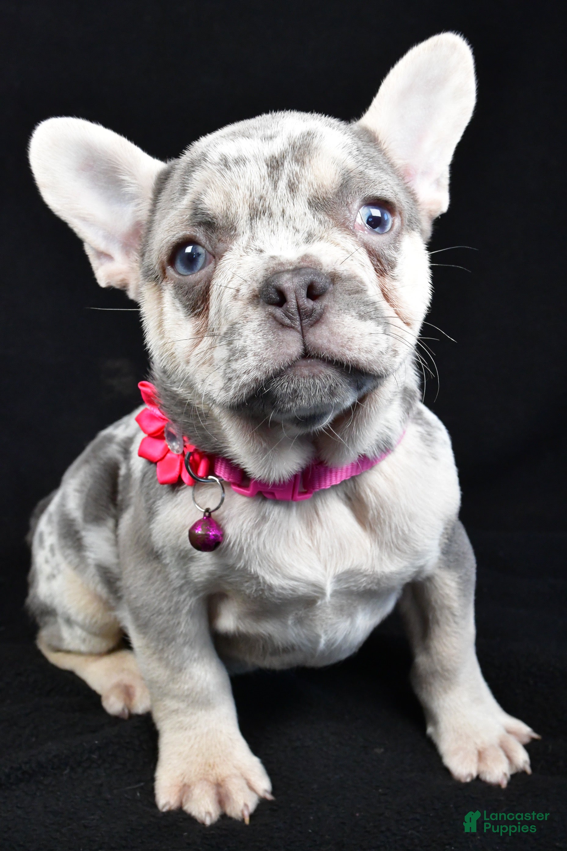 French Bulldog dogs Elsie - Ad 27