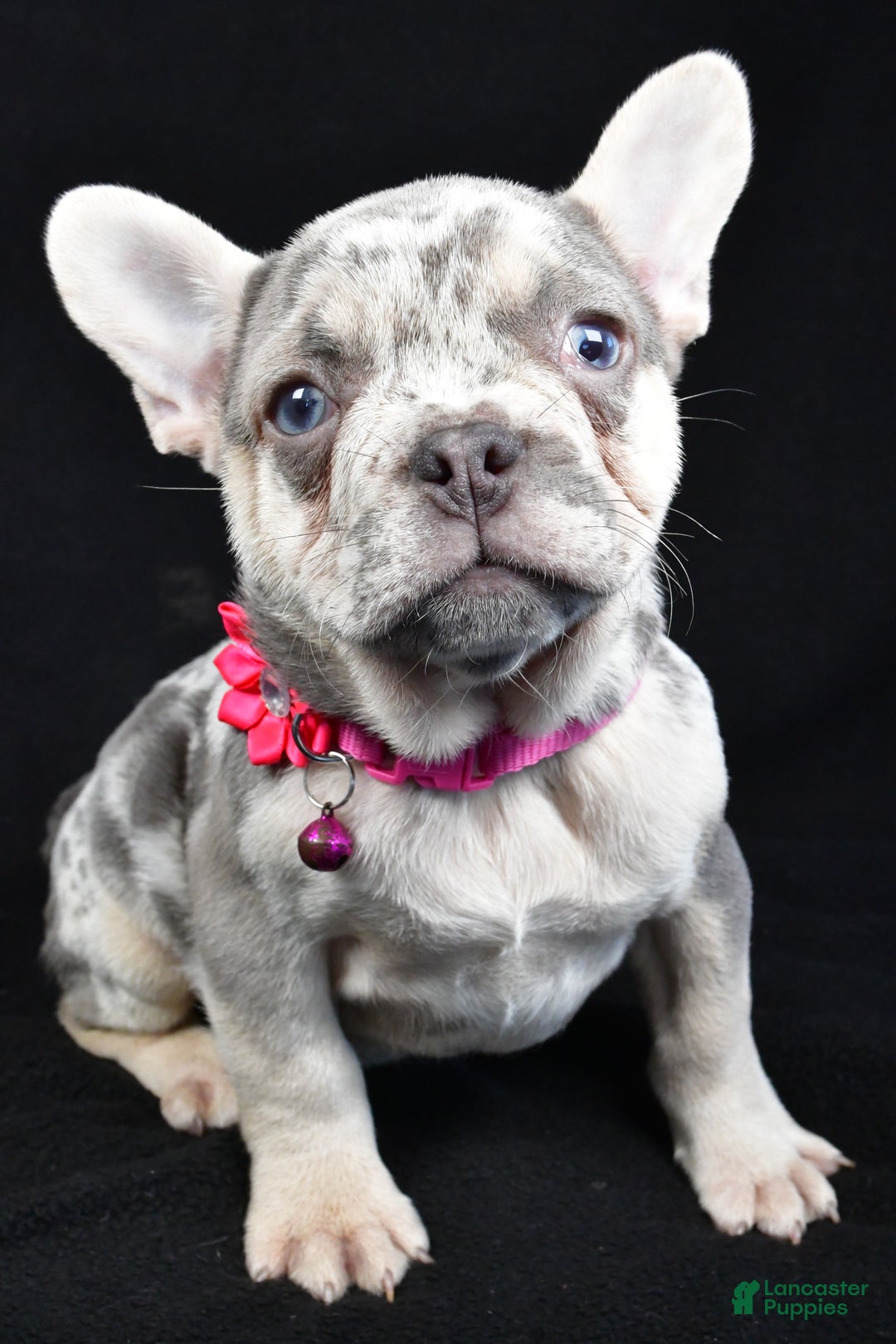 French Bulldog dogs for sale: Elsie - Ad 1
